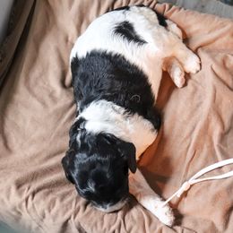 Poodle Puppies from BC’s Poodles on the Mountain
