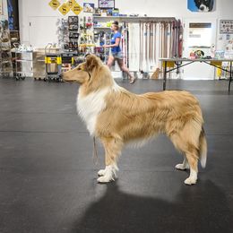 Collie Puppies from Arabella Collies