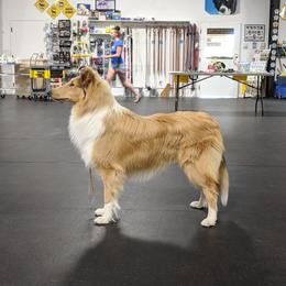 Collie Puppies from Arabella Collies
