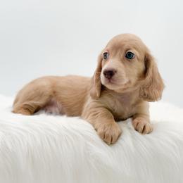 Joey - Cream male Dachshund puppy in Litchfield, Illinois from Charmm Dachshunds