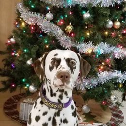 Dalmatians from Choco Chip Dalmatians