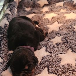 Doberman Pinscher Puppies from Franklin Dobermans