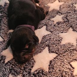 Doberman Pinscher Puppies from Franklin Dobermans
