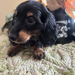 Udon - Black and tan male Dachshund puppy in Argos, Indiana from TKO Doxies