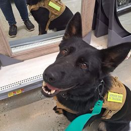 German Shepherds from Legendar Kennels