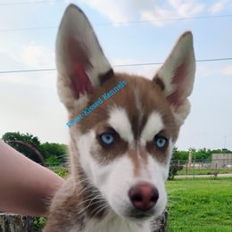 Siberian Husky Puppies from Frost-Kissed Kennels