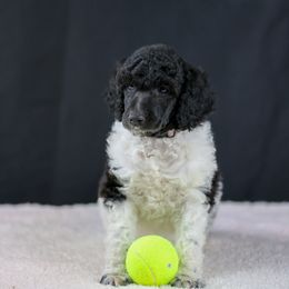 Jalapeno - Parti Poodle puppy in Hesperia, California from HD Poodles