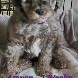Aussiedoodle and Bernedoodle Puppies from Color Country Doodles