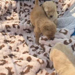French Bulldog, Goldendoodle, and Mal-Shi Puppies from Courtney Nicole's Goldendoodles