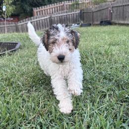 Zoran - White black and tan male Wire Fox Terrier puppy in Holly Springs, North Carolina from Adrianna's Wire Fox Terriers