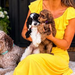 Australian Labradoodles, Cockapoos, Goldendoodles, and Golden Retrievers from Hope Lane Kennels