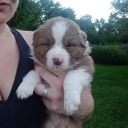 Australian Shepherd Puppies from Melick Kennels