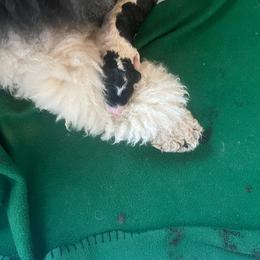 Girl 2 - Parti female Poodle puppy in Vaughn, Montana from 406 Poodles