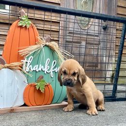 Green-White collar boy - Red male Bloodhound puppy in Paoli, Indiana from Houndsarunning Bloodhounds