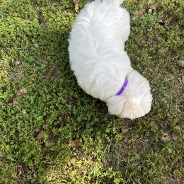 Coton de Tulear Puppies from Smoky Mountains Cotons
