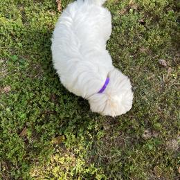 Coton de Tulear Puppies from Smoky Mountains Cotons