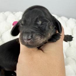 Izzy🩷 - Black and cream female Dachshund puppy in New Braunfels, Texas from 2 Knights Doxies
