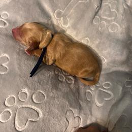 Black (name to come) - Apricot male Goldendoodle puppy in Glen Daniel, West Virginia from Dani’s Doodles