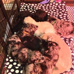 Goldendoodle Puppies from Goodyear golden doodles