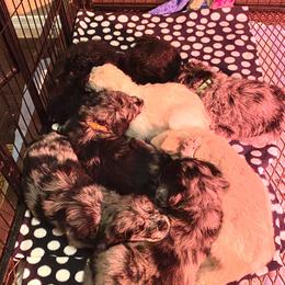 Goldendoodle Puppies from Goodyear golden doodles