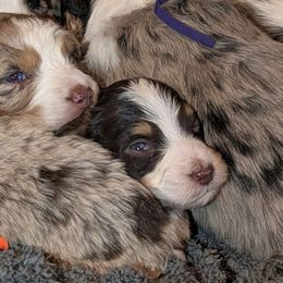 Hershey - Yellow collar boy - Red tri-color male Aussiedoodle puppy in Mc Minnville, Tennessee from WilderAcre