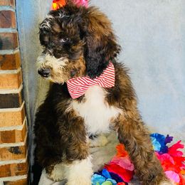 Don Henley - Tri-color Bernedoodle puppy in Branson West, Missouri from Ozark Acres LLC