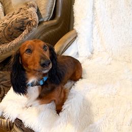 Bar - Dachshund