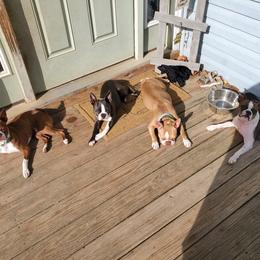 Boston Terrier Puppies from Twist of Faith Farms