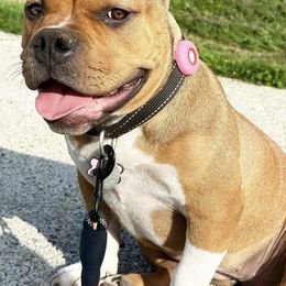 American Bullies from The Dragon Kennel