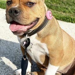 American Bullies from The Dragon Kennel