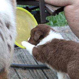 Australian Shepherd Puppies from Starlit Grove Australian Shepherds