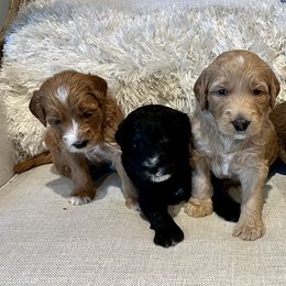 Assorted Doodle Crosses, Goldendoodle, and Poodle Puppies from Kava Kennels