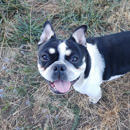Margot - French Bulldog