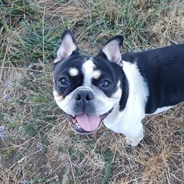Margot - French Bulldog