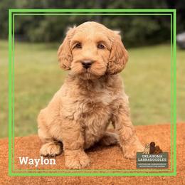 Waylon - Caramel male Australian Labradoodle puppy in Hartshorne, Oklahoma from Jena Edmond