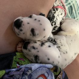 Dalmatian Puppies from Hallmark Dalmatians;