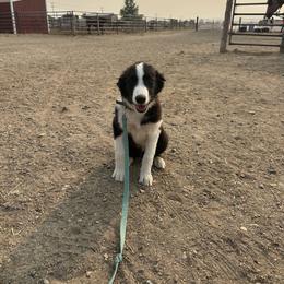 English Shepherd Puppies from Organic Heritage English Shepherds