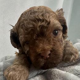 Havanese and Russian Tsvetnaya Bolonka Puppies from Alchemy Havanese