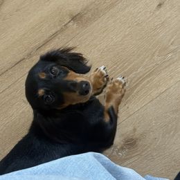Remy - Dachshund