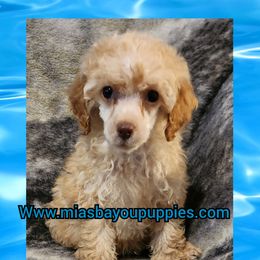 Blue - Apricot male Poodle puppy in Louisiana from Mias Bayou Puppies, LLC