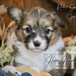 Red.Sable FLUFF Girl 1 Docked Tail - Sable female Pembroke Welsh Corgi puppy in Locust Grove, Oklahoma from Hidden Hillsides Corgis