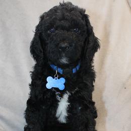 Jack Frost - Black male Goldendoodle puppy in Howard City, Michigan from Doodles and Chaos