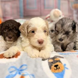 Honey - Cream and white female Aussiedoodle puppy in Dickerson, Maryland from Pawsome Aussie Doodles and Oodles