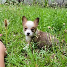 Pembroke Welsh Corgi Puppies from Shaleigh's Pembroke Welsh Corgis