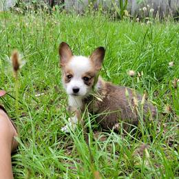 Pembroke Welsh Corgi Puppies from Shaleigh's Pembroke Welsh Corgis