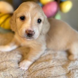 Chickie - Cream female Dachshund puppy in Perryville, Maryland from Heavenly Heritage Dachshunds and Doods