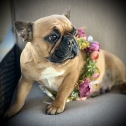 Petunia - French Bulldog