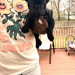 French Bulldog Puppies from Kallie’s Kennel