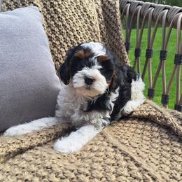 Girl 4 - female Cavapoo puppy in Mohnton, Pennsylvania from Maple Grove Cavaliers