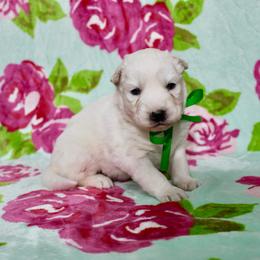 Isko - White male Siberian Husky puppy in Lunenburg, Vermont from SNOW WOOLY HUSKY